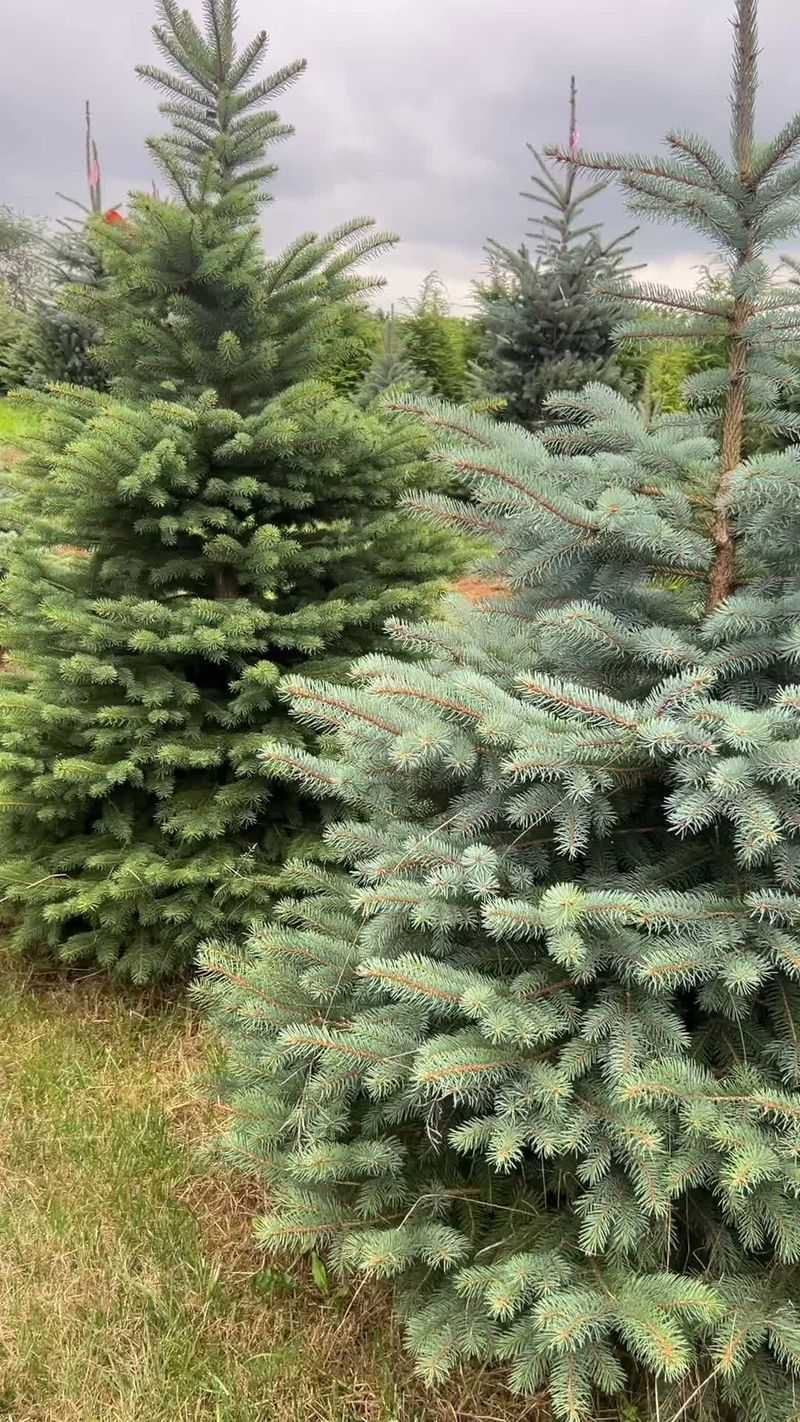 Know Which Spruce Is Most Vulnerable Know Which Spruce Is Most Vulnerable