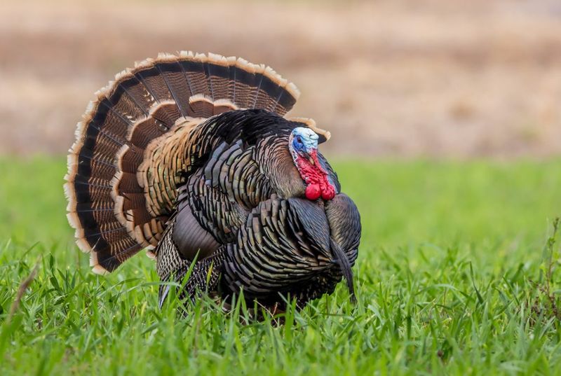 Know Which Turkey Is Visiting Know Which Turkey Is Visiting