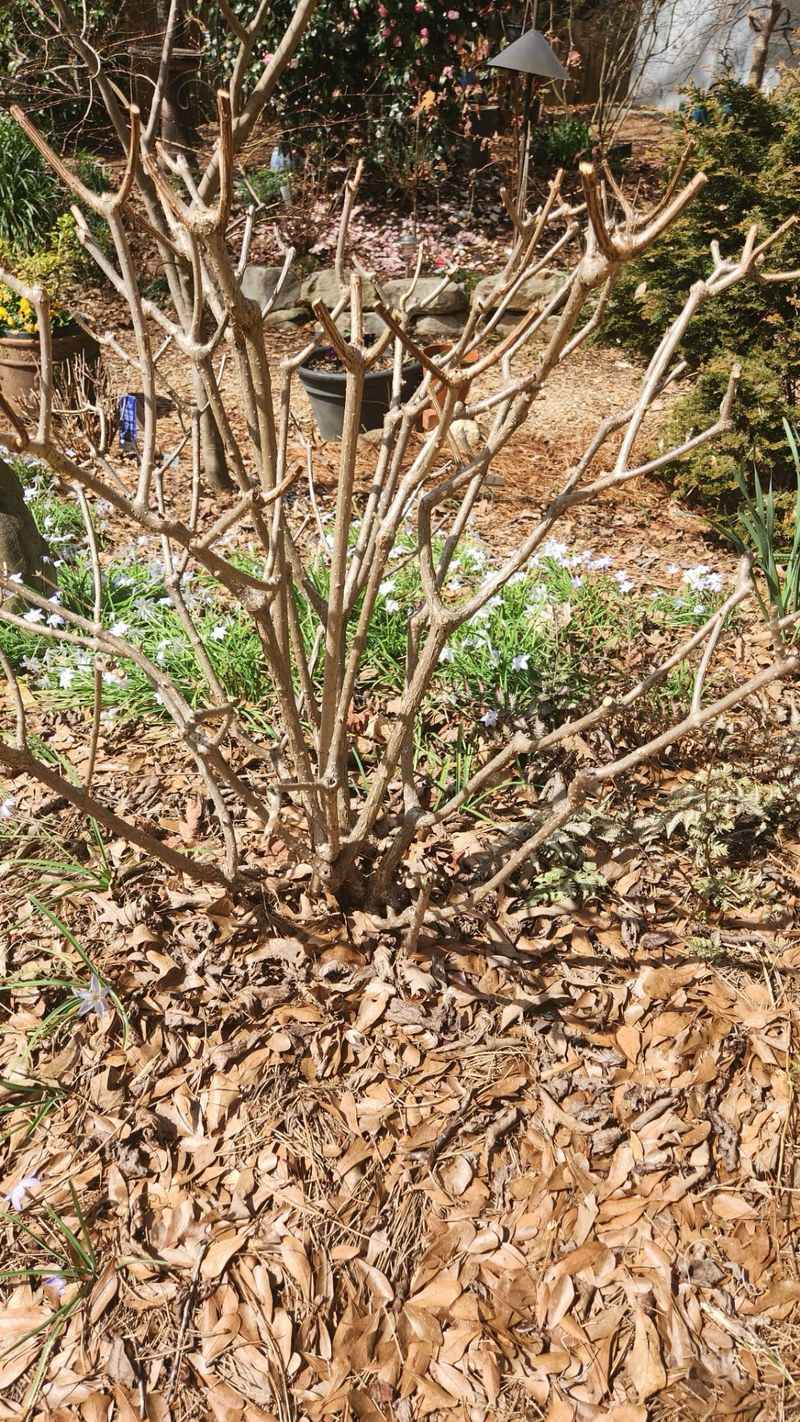 Know Which Type You Have Before Pruning