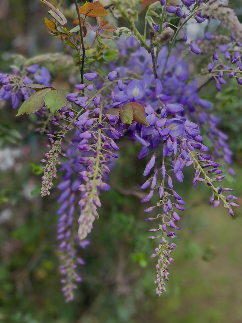 Know Which Wisteria To Avoid Know Which Wisteria To Avoid