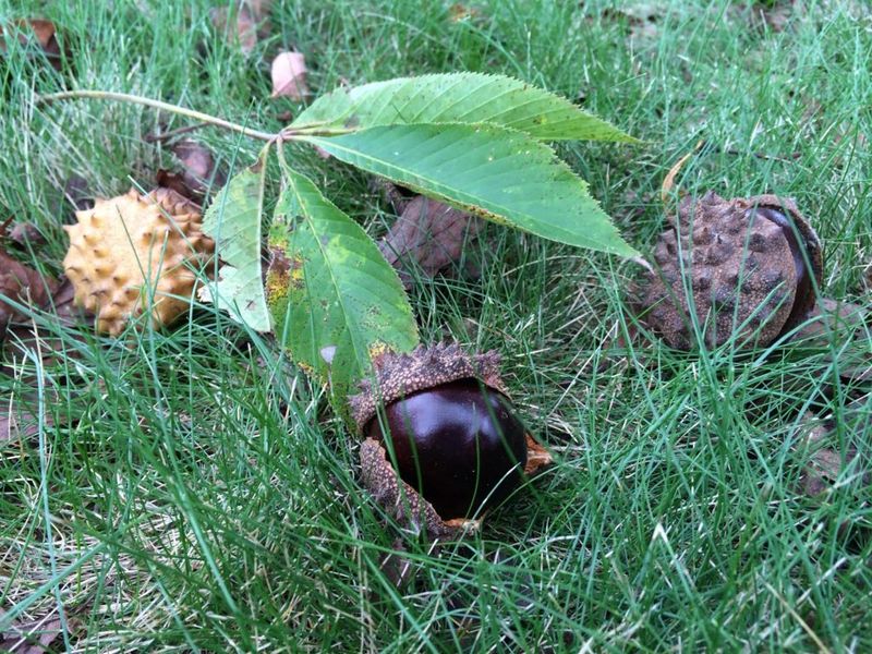Know Why Buckeyes Are Not Chestnuts Know Why Buckeyes Are Not Chestnuts