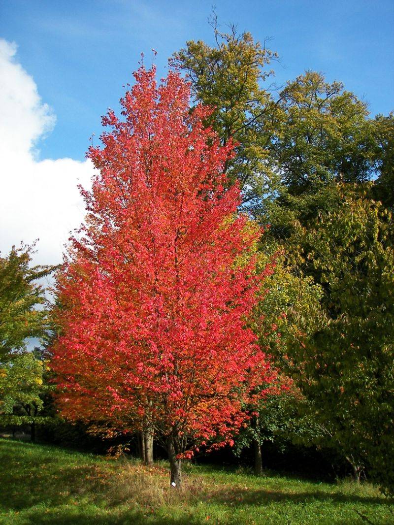 Know Why Native Tree Collectors Keep Searching For Florida Maple
