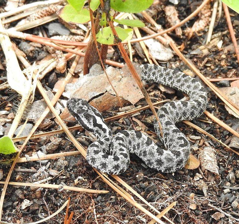 Know Why Small Size Makes This Snake Easy To Miss