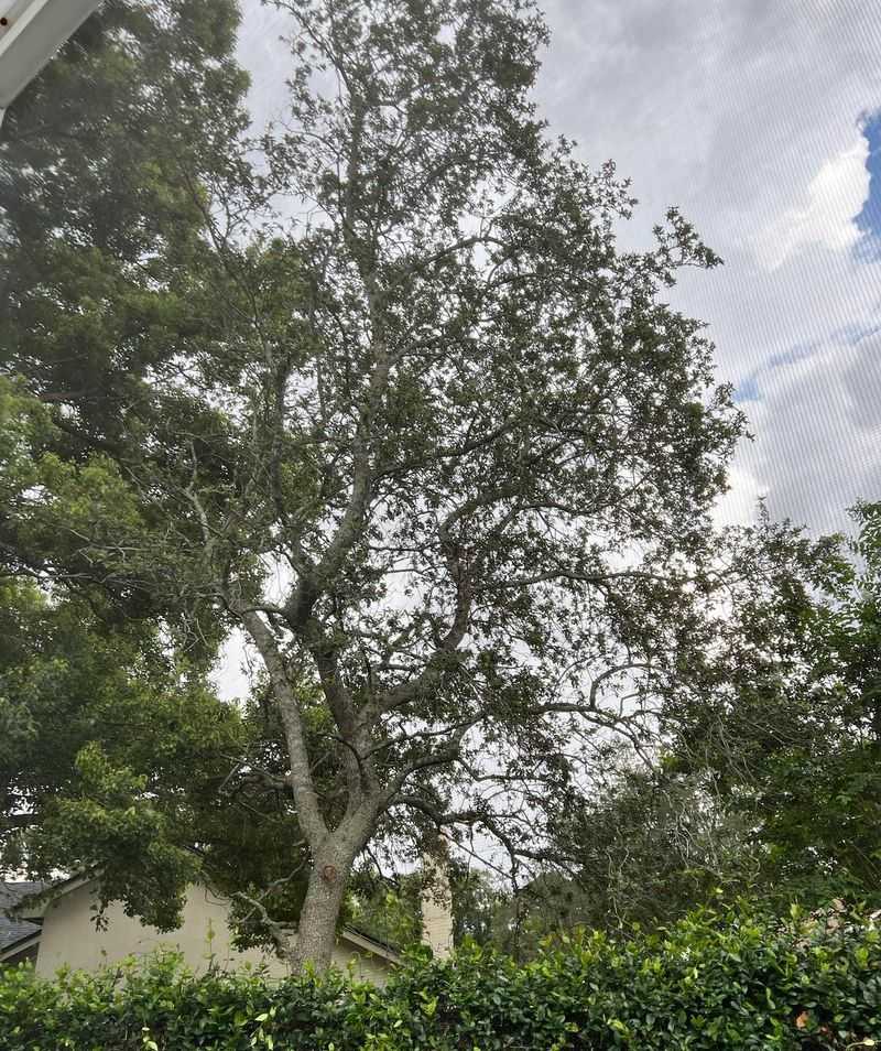 Know Why Tree Topping Creates Bigger Problems