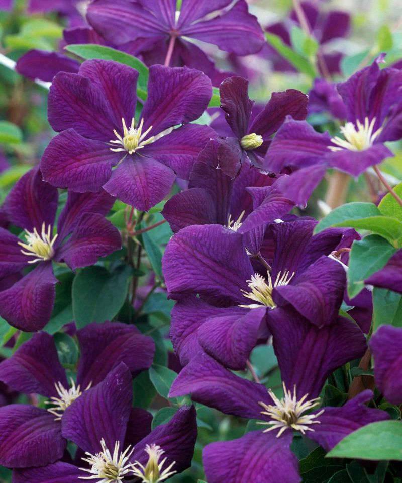 Know Your Clematis Variety's Needs in Arizona Know Your Clematis Variety's Needs in Arizona