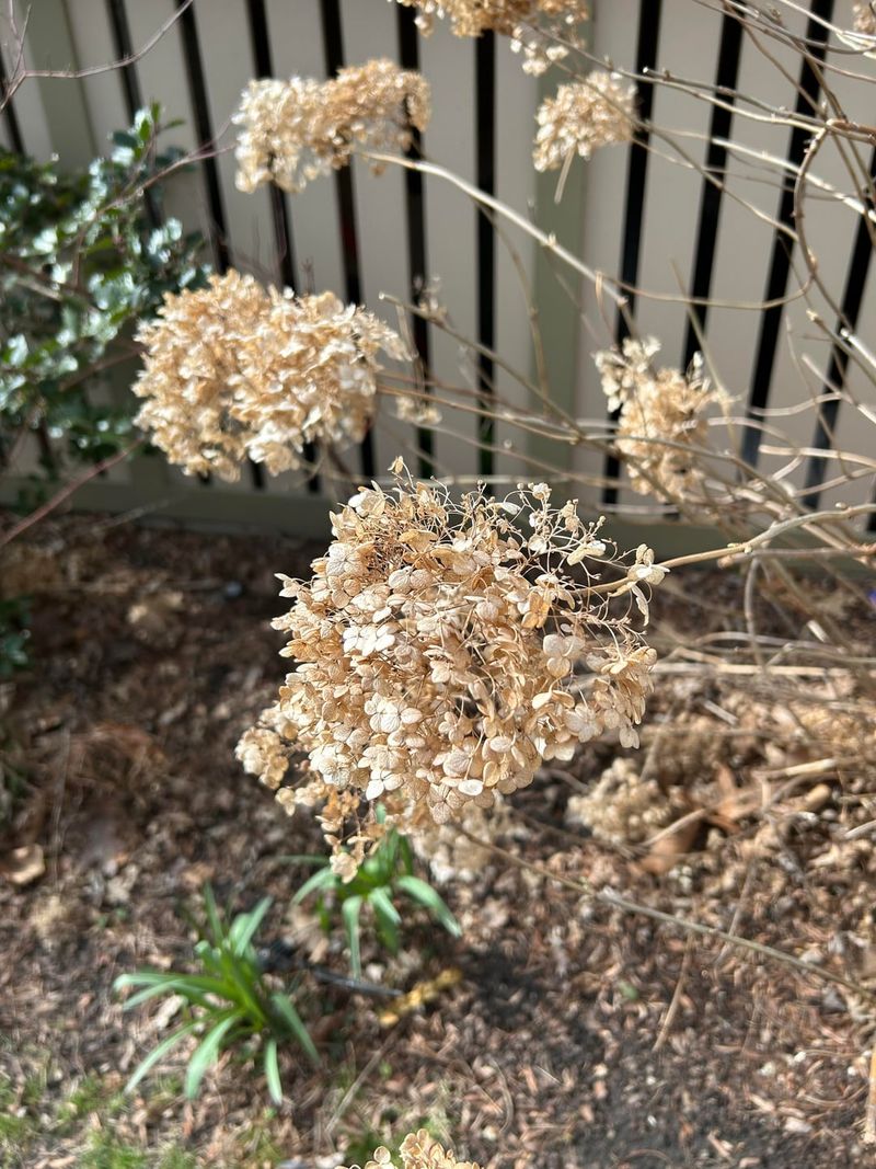 Know Your Hydrangea Type Before Reaching For Pruners Know Your Hydrangea Type Before Reaching For Pruners