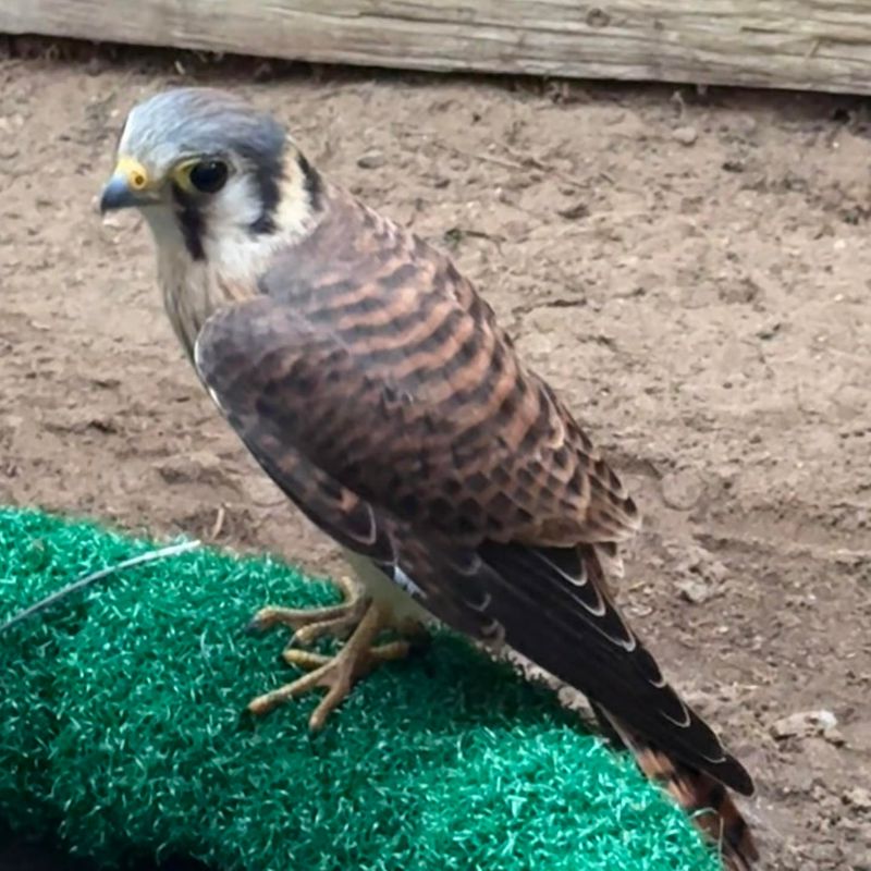 Know when to leave a kestrel alone and when to call for help