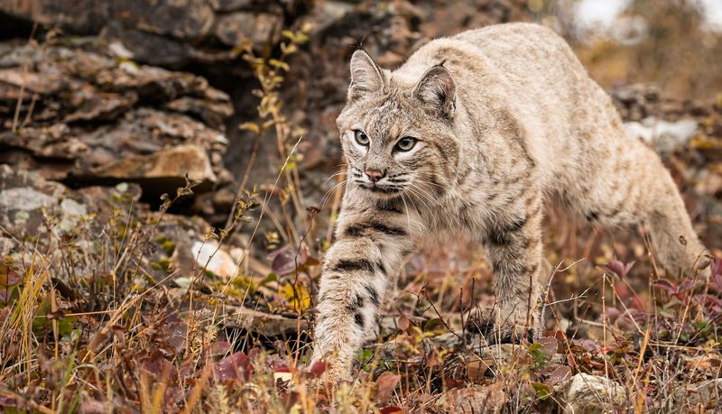 Knowing When A Bobcat Encounter Is Concerning