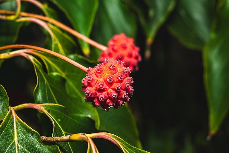 Kousa Dogwood Fruit With A Mango And Banana Flavor Kousa Dogwood Fruit With A Mango And Banana Flavor