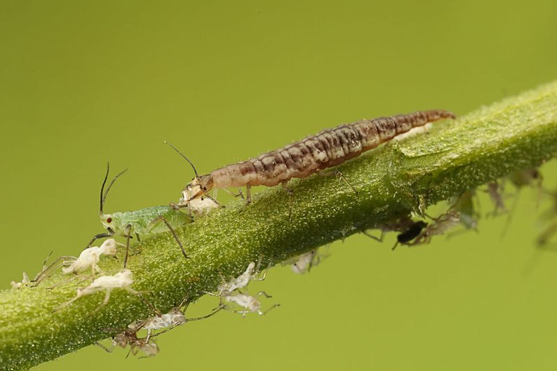Lacewing Larvae Deliver the Pest Control