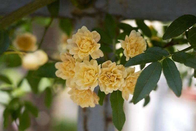 Lady Banks Rose Lady Banks Rose