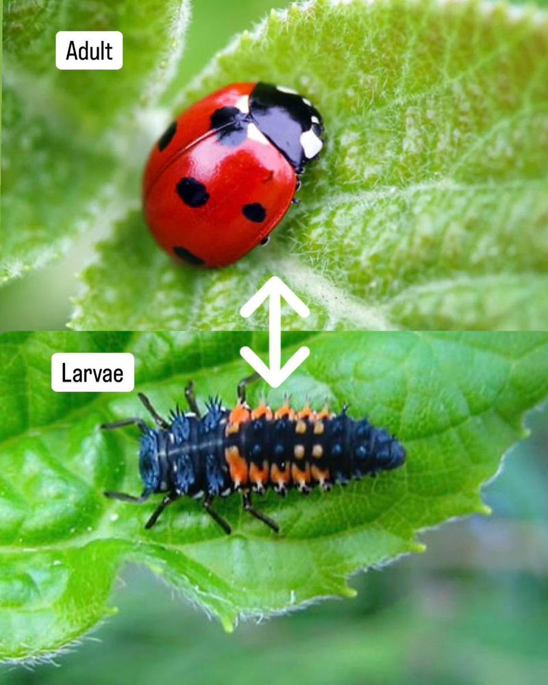 Lady beetles work at more than one life stage