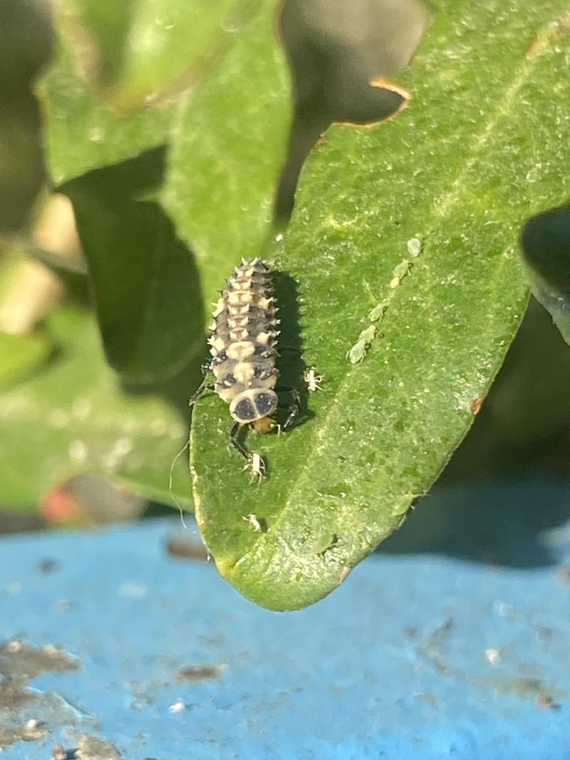 Ladybugs And Lacewings Move In Too