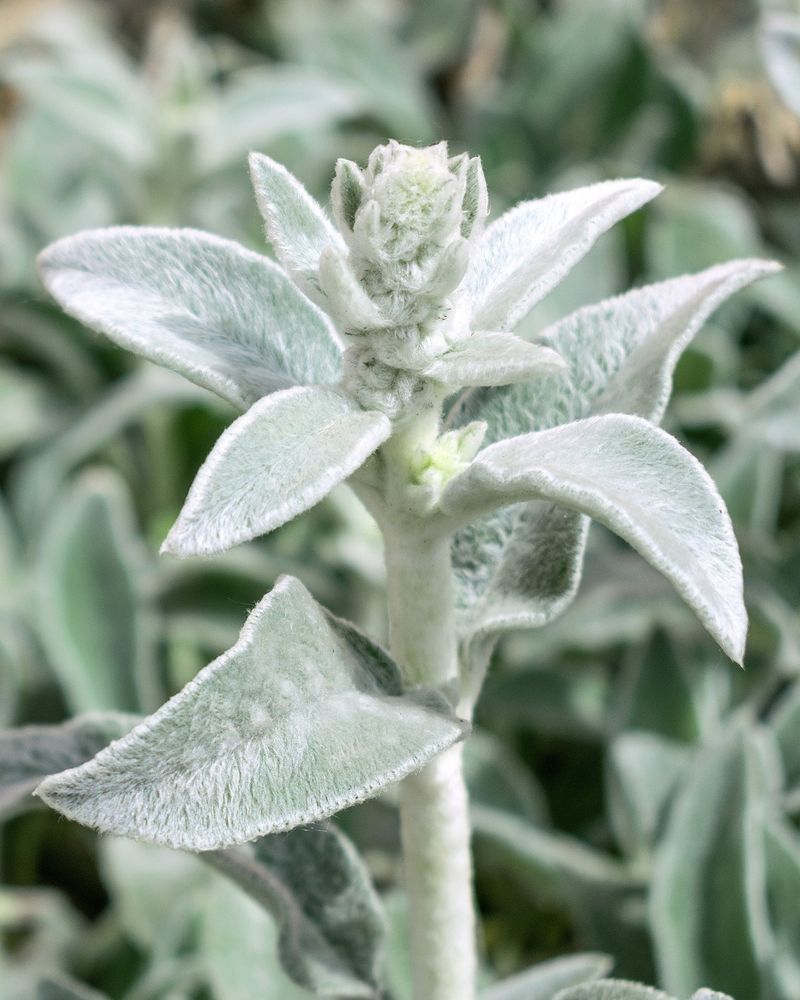 Lamb's Ear Lamb's Ear
