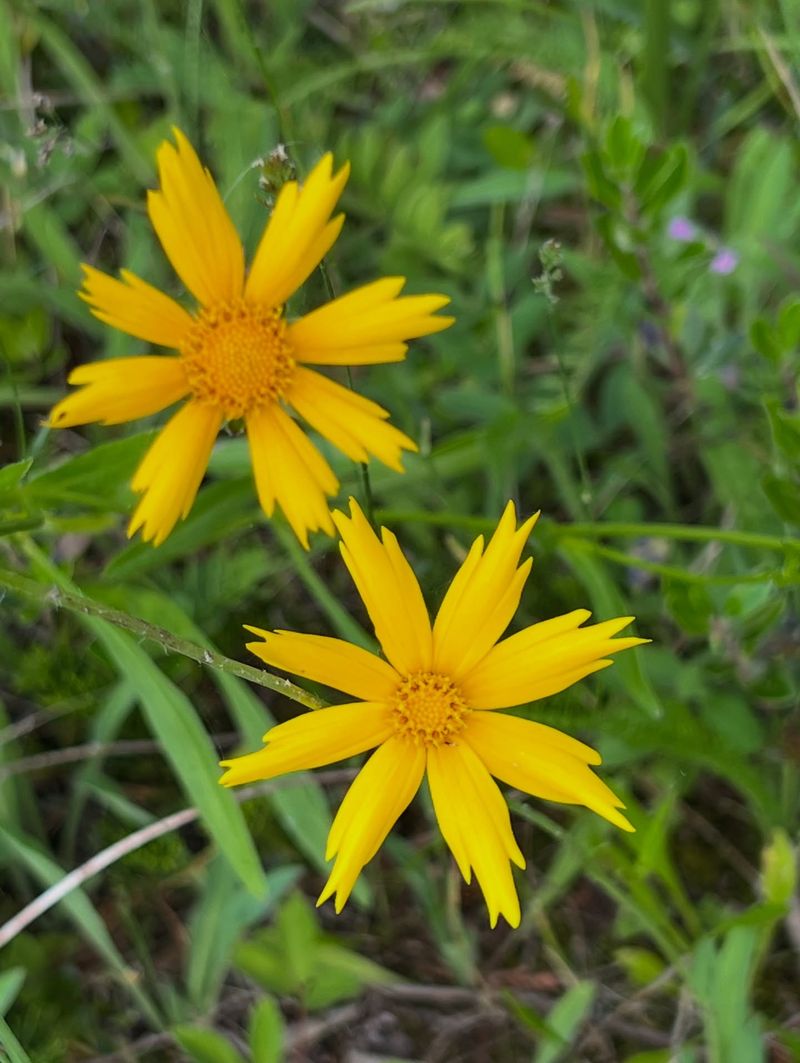 Lanceleaf Coreopsis Lanceleaf Coreopsis