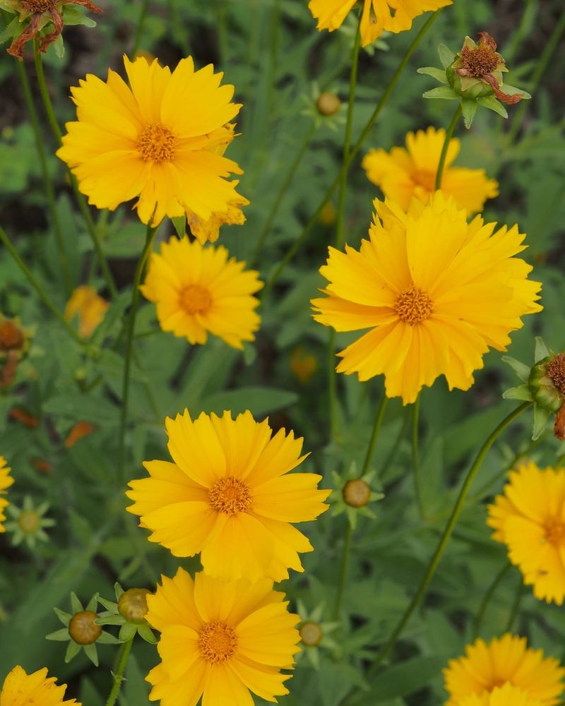 Lanceleaf Coreopsis