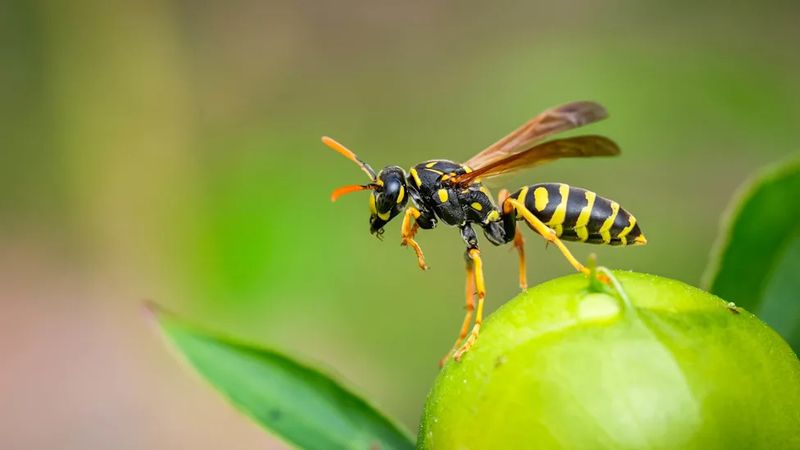 Landscaping Choices Can Attract Or Deter Wasps Landscaping Choices Can Attract Or Deter Wasps