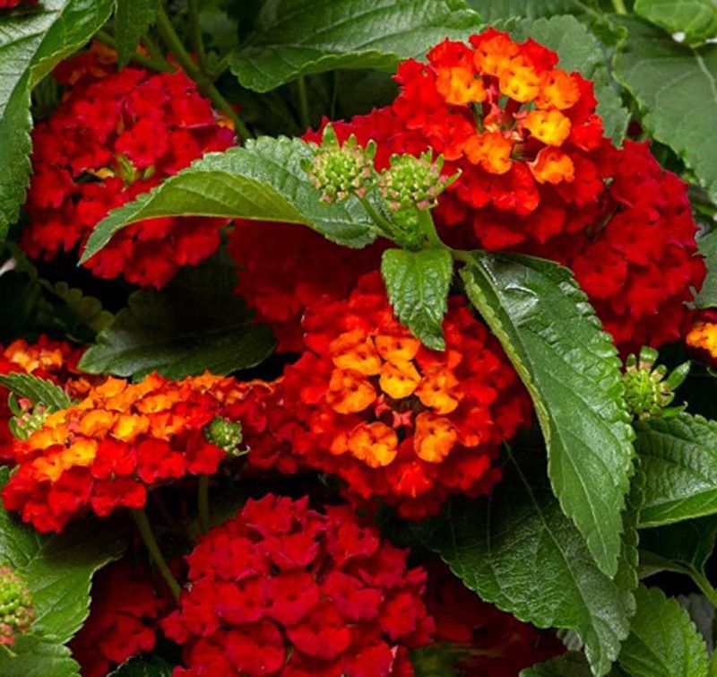 Lantana Lantana
