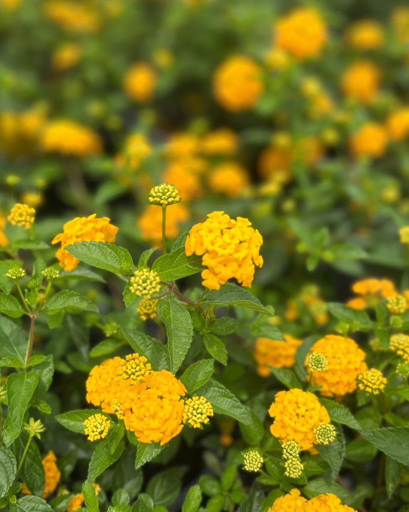 Lantana Lantana