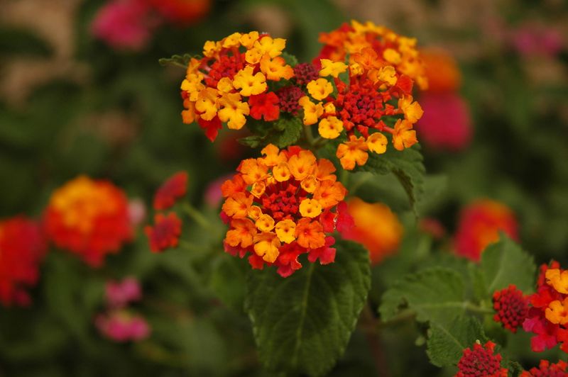 Lantana (Lantana camara)