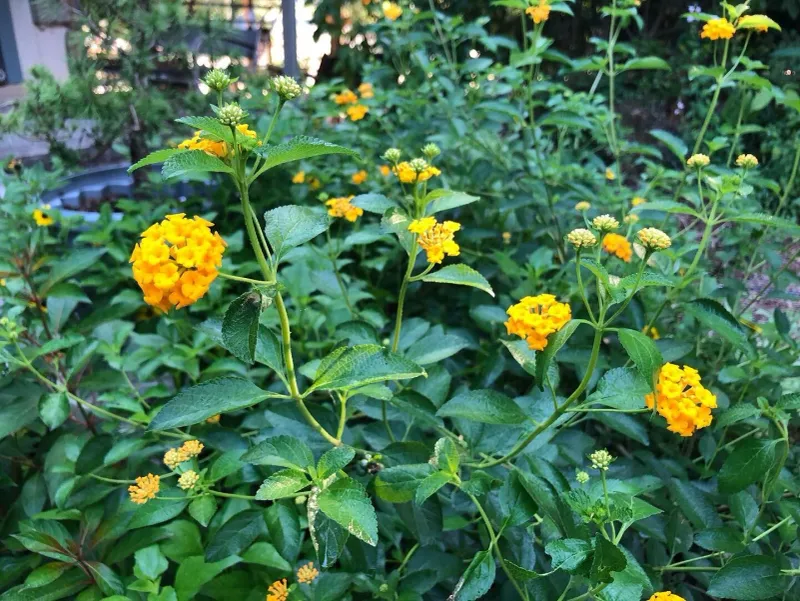 Lantana Produces More Blooms When Florida Sun Hits The Leaves Lantana Produces More Blooms When Florida Sun Hits The Leaves