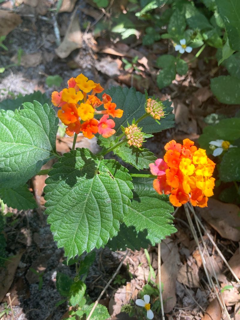 Lantana Thrives On Neglect And Heat Lantana Thrives On Neglect And Heat