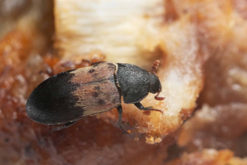Larder Beetles Follow Hidden Food Sources Larder Beetles Follow Hidden Food Sources
