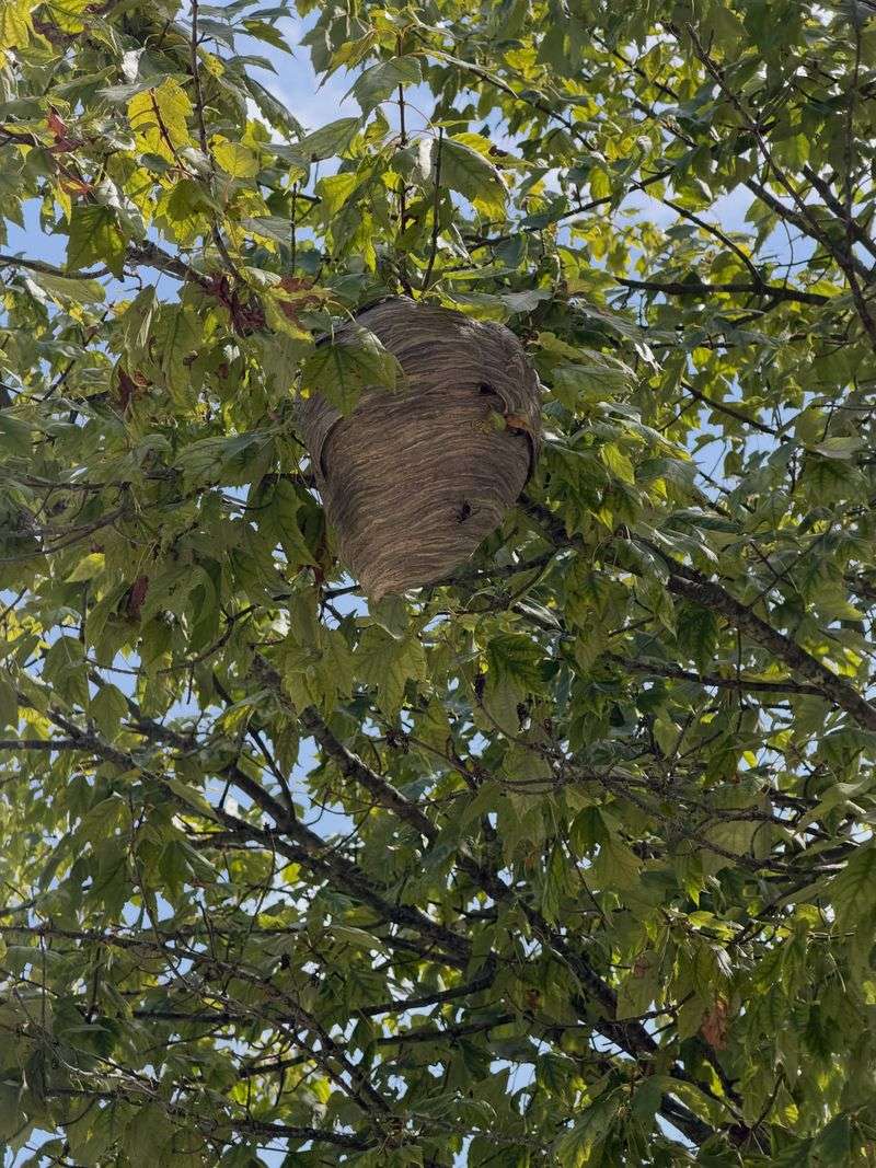 Large Colonies Peak In September