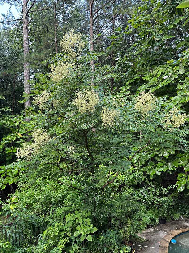 Large Compound Leaves Gather Near The Tops Of The Branches Large Compound Leaves Gather Near The Tops Of The Branches