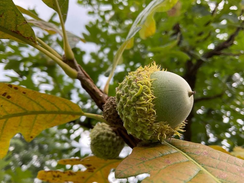 Large Crops Can Send Plenty Down At Once