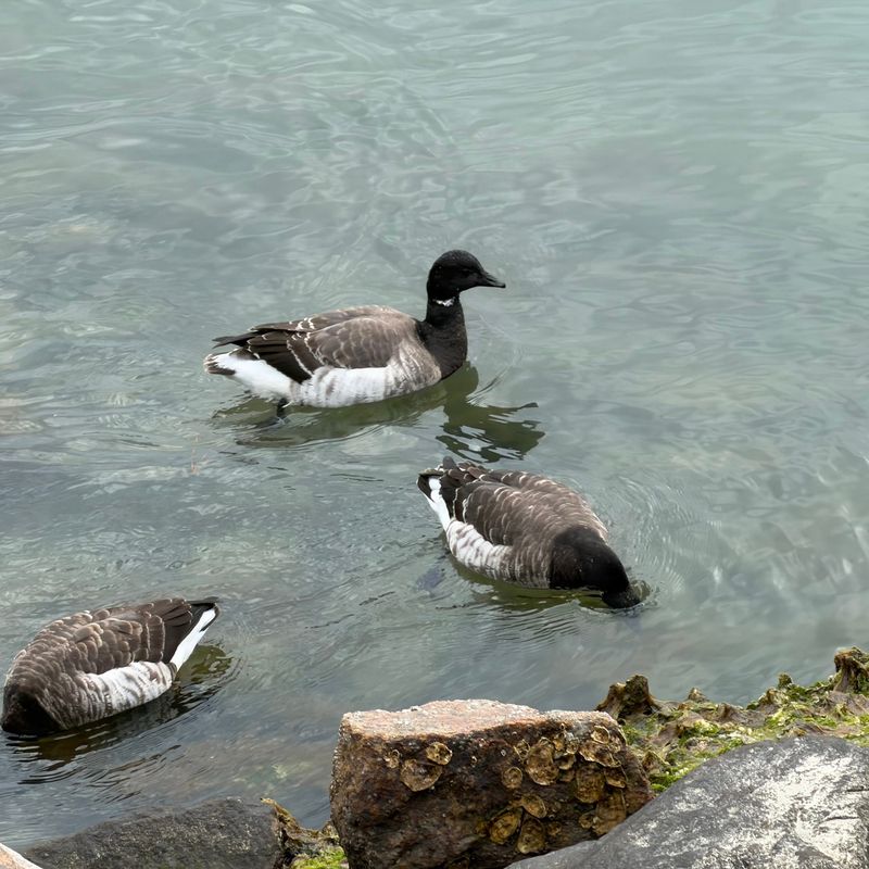 Large Flocks Do Not Automatically Mean A Harsh Winter