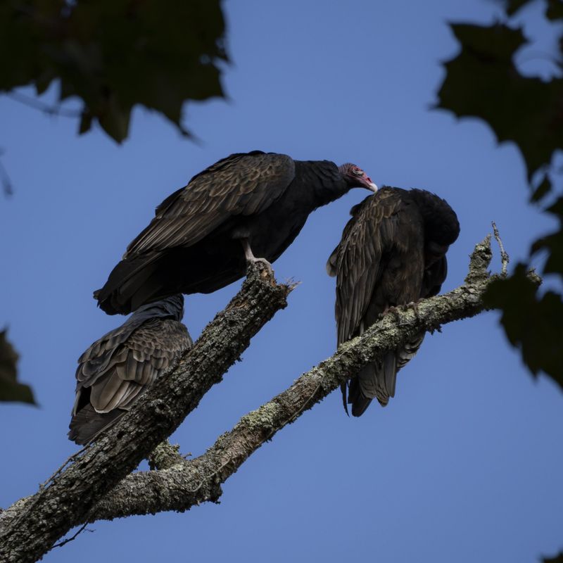 Large Groups Can Form Along Their Fall Migration Routes