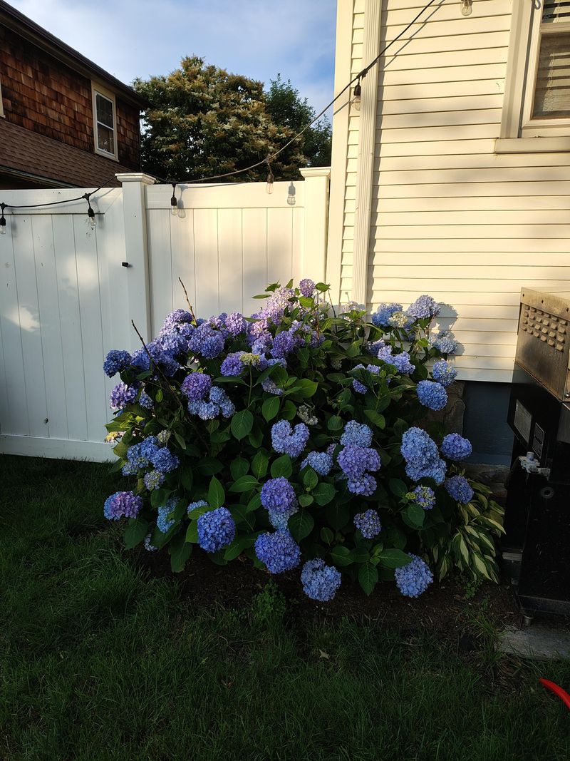 Large Hydrangeas Need Larger Containers