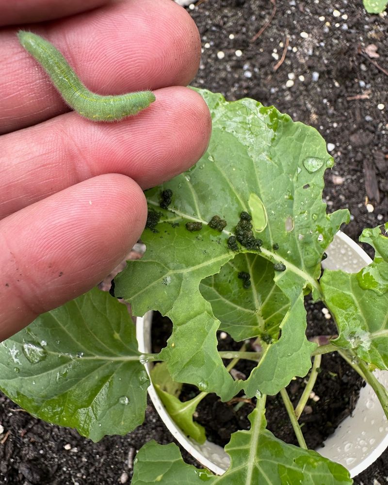 Large Irregular Holes Often Mean Caterpillars
