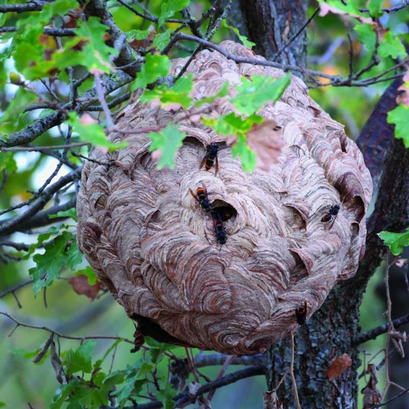 Large Nests Are Often Built High In Trees Large Nests Are Often Built High In Trees