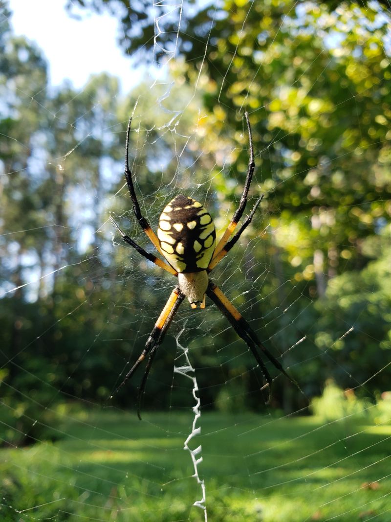 Large Webs Are Easier To Notice This Time Of Year