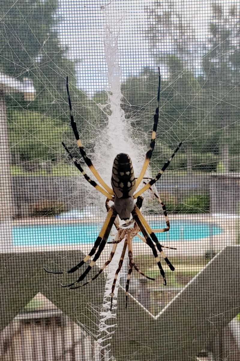 Large Webs Catch More Flying Insects