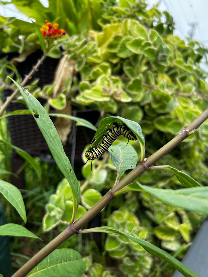 Larvae May Be Doing The Damage Larvae May Be Doing The Damage