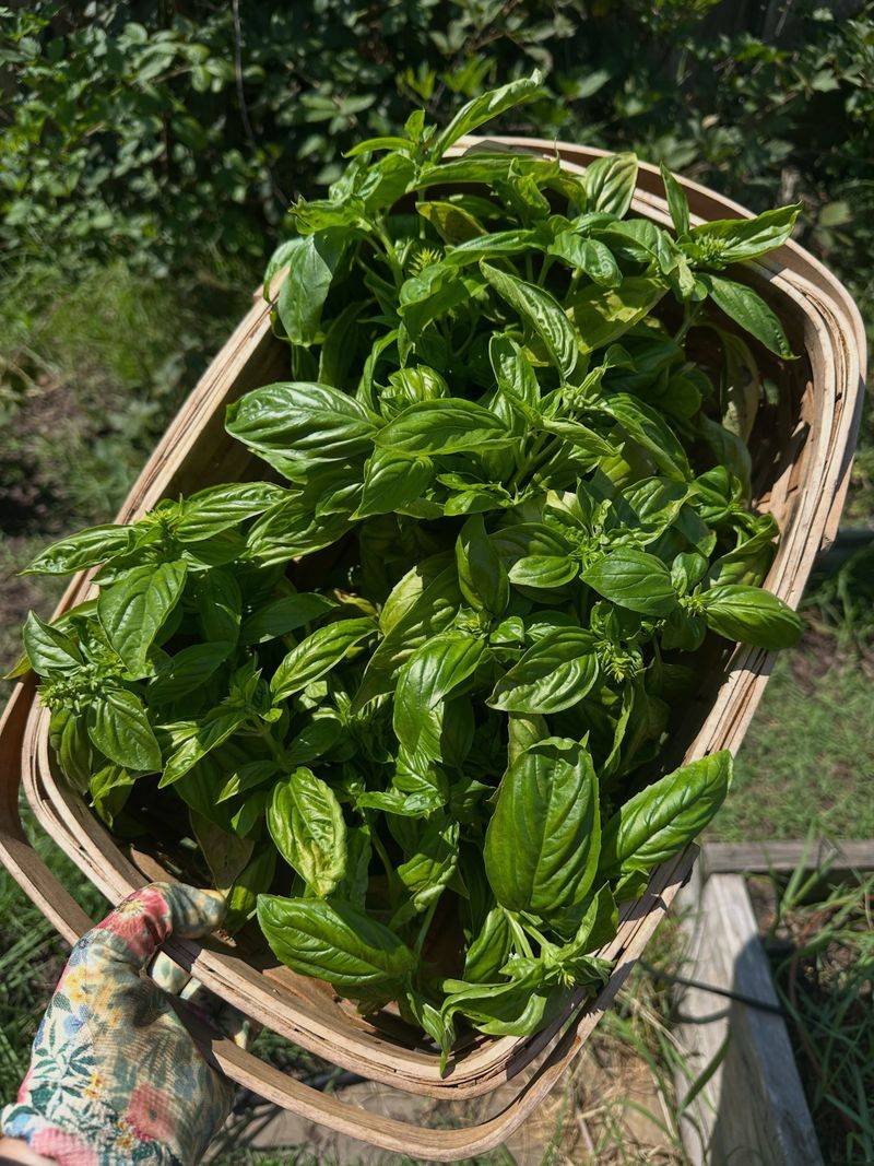 Last Chance To Harvest Tender Herbs