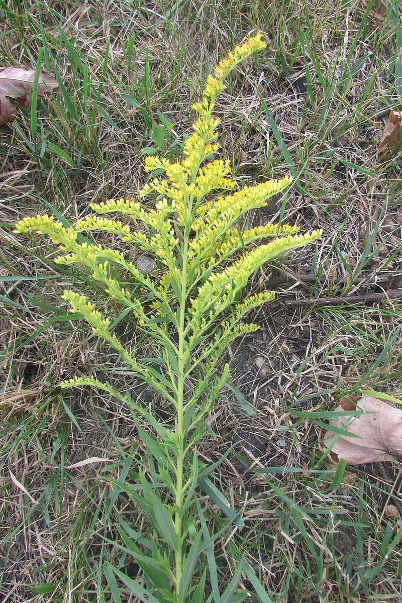 Late August Through Mid September Marks The Illinois Pollen Peak