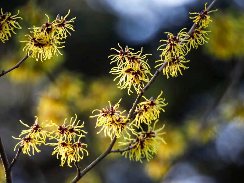 Late Autumn Blooms And A Smart Plan For Next Year Late Autumn Blooms And A Smart Plan For Next Year