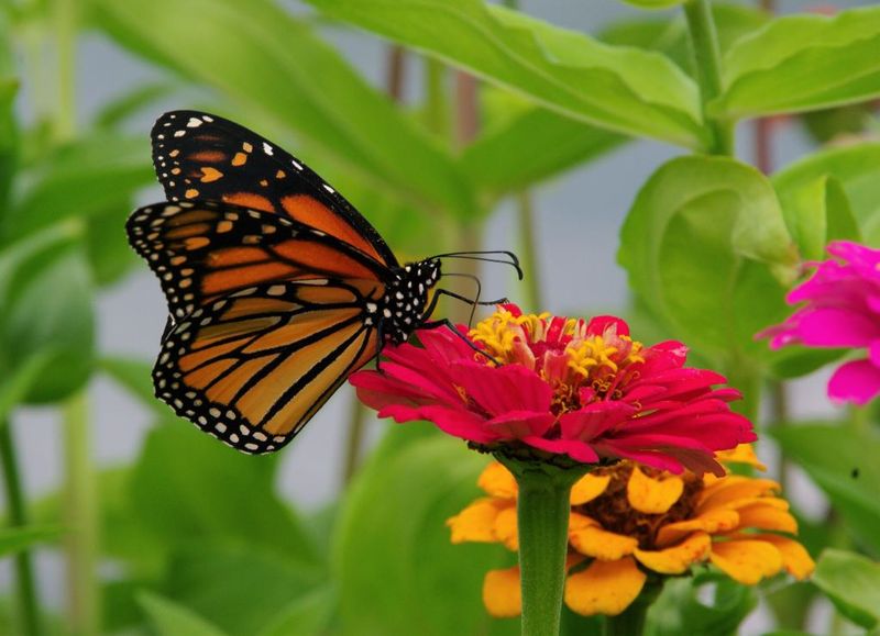 Late Blooming Flowers Can Help Monarchs Passing Through