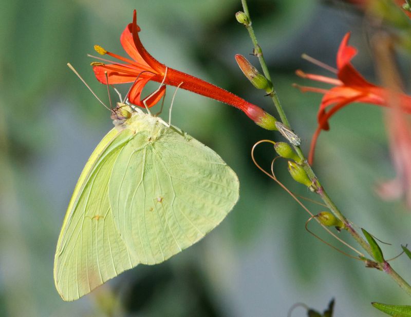 Late Blooming Flowers Can Offer Food Along The Way Late Blooming Flowers Can Offer Food Along The Way
