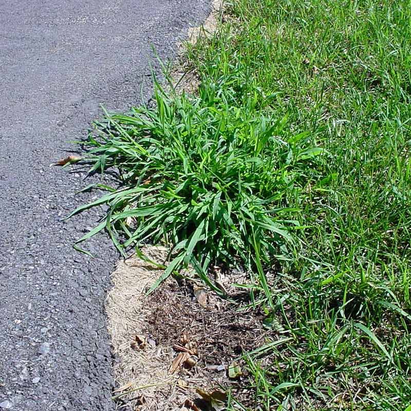 Late Crabgrass Patches Still Need Your Attention Late Crabgrass Patches Still Need Your Attention
