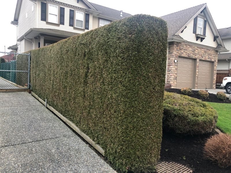 Late Cuts Can Interfere With Winter Hardening Late Cuts Can Interfere With Winter Hardening