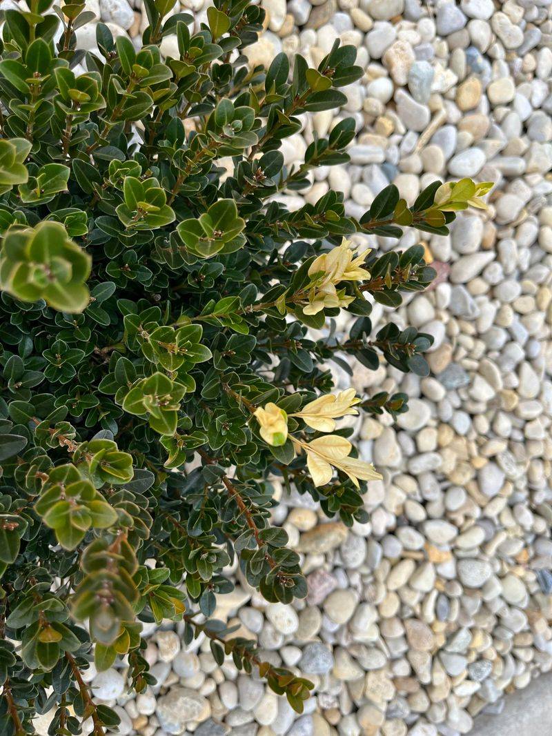 Late Cuts Can Trigger Tender New Growth Late Cuts Can Trigger Tender New Growth