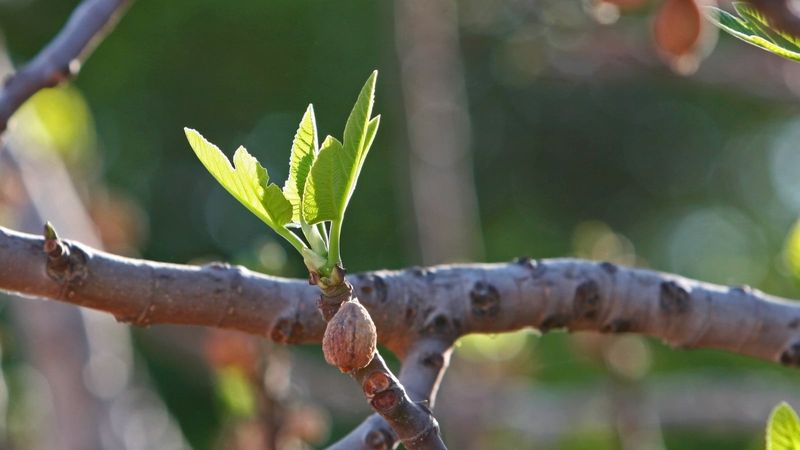 Late Cuts Can Wake Up Tender New Shoots