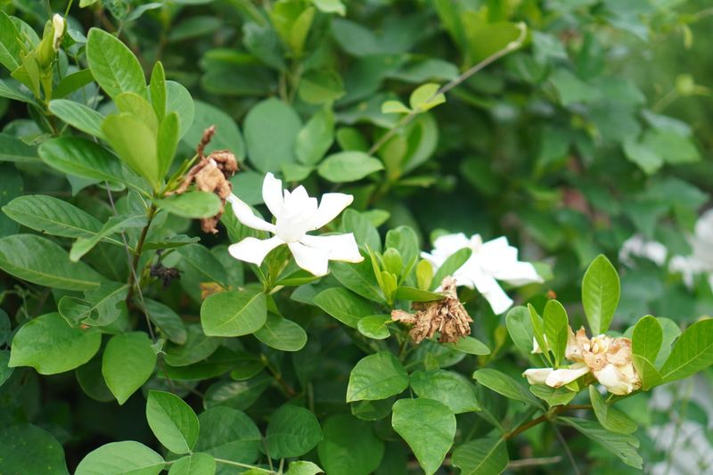 Late Cuts Trade Flowers For Leaves Late Cuts Trade Flowers For Leaves