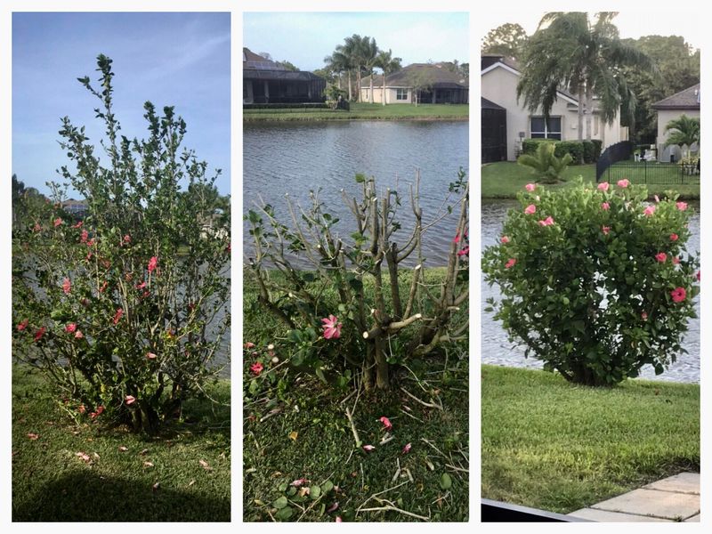 Late Fall Trimming Interrupts The Season Finale