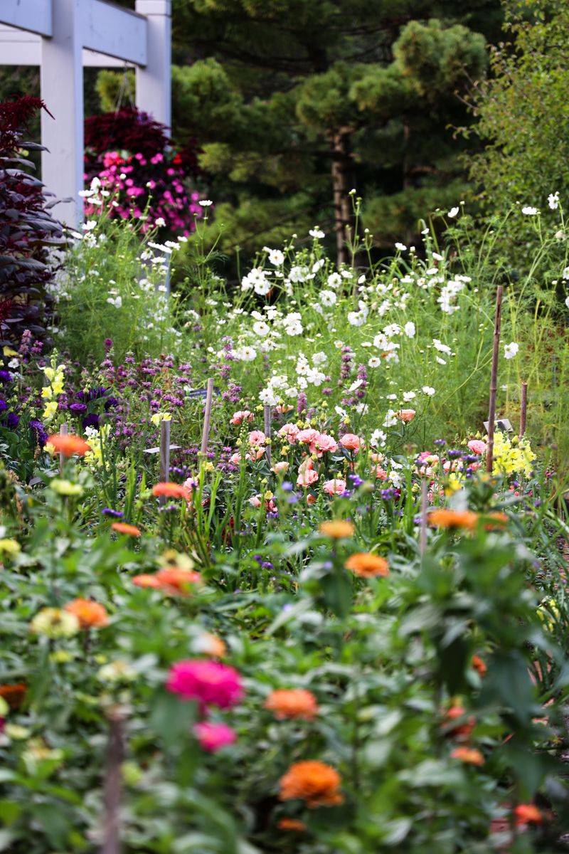 Late Flowers Blooming In The Garden